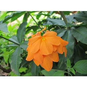 Buy Crossandra Undulaefolia Plant, Soundarya Plant 