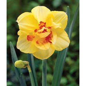 Buy Daffodil Tahiti Bulbs - Pack Of 3 Bulbs