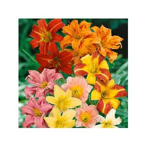 Buy Day Lily Hybrid Mix Colors - Pack Of 5 Bulbs 
