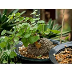  Dioscorea Elephantipes, Turtle Shell - 5 Seeds Pack