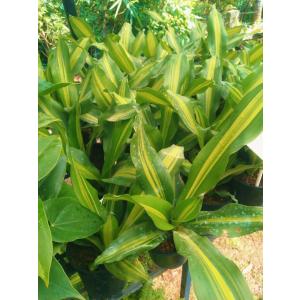 Dracaena Massangeana ( Dara Singh ) Plant