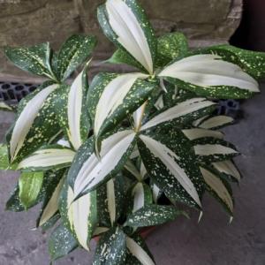 Dracaena Surculosa ”Milky Way” Plant 