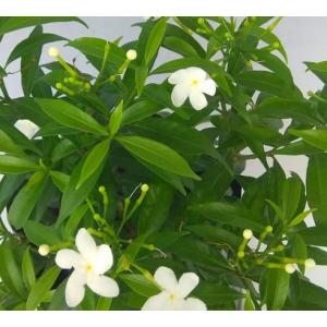 Tabernaemontana divaricata 'Dwarf' , Dward Chandni Plant
