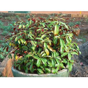 Buy Excoecaria Bicolor, Laila Majnu Plant In India