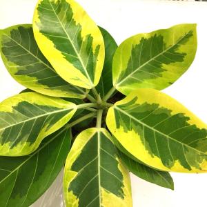 Buy Ficus Bengalensis Variegata, Variegated Bargad Plant