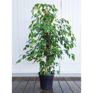 Buy Ficus Benjamina Plant ,Weeping Fig Plant 