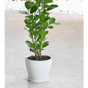 Buy Ficus Retusa ( Panda ), Cuban Laurel Plant 