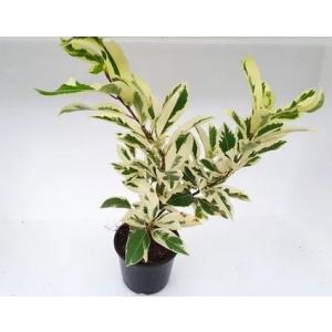 Ficus Prestige Plant