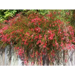 Russelia Juncea Plant , Fire Cracker Plant 