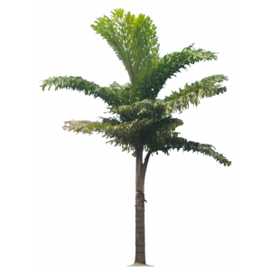 Buy Caryota Urens Plant, Fish Tail Palm 