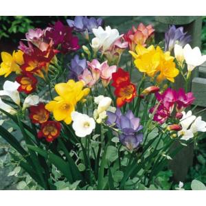 Buy Freesia Scented Mix Color Bulbs (set of 5 ) 