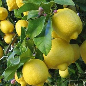 Buy Galgal Lemon Plant ( Hill Lemon )