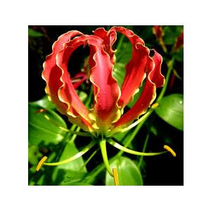 Buy Gloriosa superba 'Rothschildiana Bulbs, Fire Lily - 5 Bulbs Pack