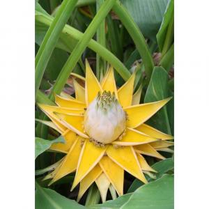Musella Lasiocarpa , Golden Lotus Banana - 15 Seeds