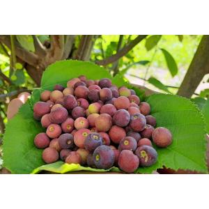 Grewia Asiatica ( Phalsa Tree ) - 50 Seeds Pack