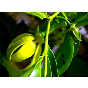 Artabotrys Hexapetalus , Ylang Ylang Vine, Hari Champa - 10 Seeds Pack