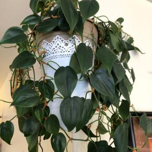 Philodendron Oxycardium , Heart Leaf Philodendron 