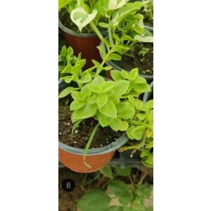 Aptenia cordifolia (Heart Leaf Ice Plant)