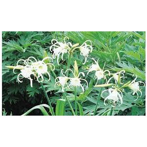 Buy Hymenocallis Speciosa ( Spider Lily ) 5 Bulbs - Free Shipping