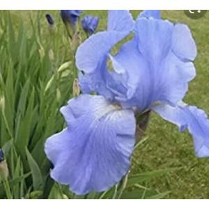 Buy Iris Blue Bulbs ( Rhizomes ) Pack Of 5 With Free Shipping