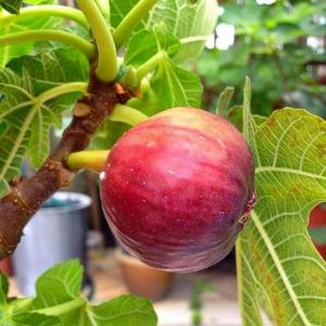 Israel Fig  (Anjeer ) Honey Fig Plant