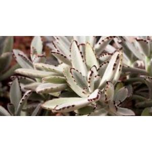 Buy Kalanchoe Tomentosa Plant 