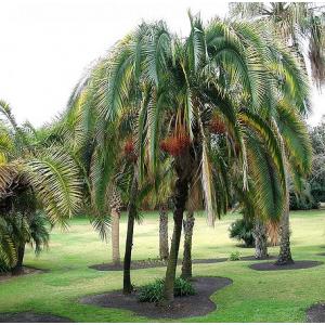 Phoenix Rupicola, Khajoor Palm Plant For Sale In India