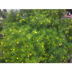 Thevetia Peruviana(  Kaner )  , Yellow Oleander Plant 