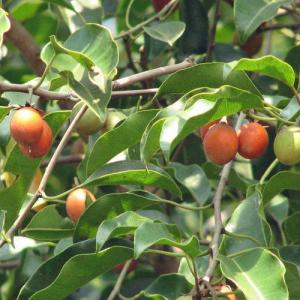 Buy Mimosops Elengi Seeds ( Spanish Cherry ) - 10 Seeds Pack
