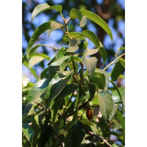 Buy Mimusops Elengi, Spanish Cherry  ( Molshree ) Plant 