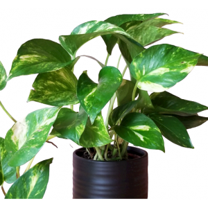 Buy Money Plant ( Epipremnum Aureum ) Air Purifier Plant 