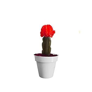 Buy Red Moon Cactus ( Gymnocalycium mihanovichii ) 