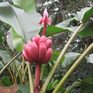 Musa Velutina , Pink Banana - 15 Seeds