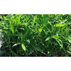 Bambusa Nana ( Nana Bamboo ) Plant