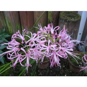 Buy Nerine Lily Bulbs - 5 Bulbs Pack - Delivery All Over India