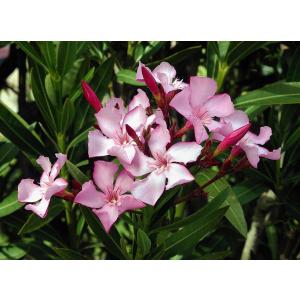 Nerium Indicum, Pink Kaner Plant
