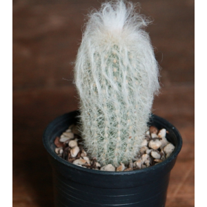 Cephalocereus Senilis ( Old Man Cactus ) Plant