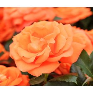 Orange Rose Plant