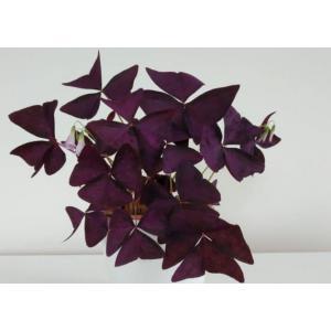 Oxalis Triangularis, Purple Shamrock, Butterfly Plant