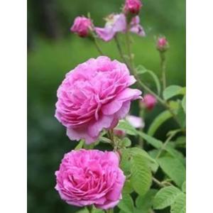 Damascus Rose  , Pink Paneer Rose Plant