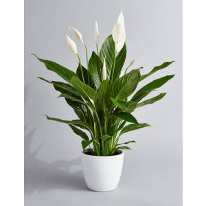  Peace Lily Plant , Spathiphyllum , White Sails