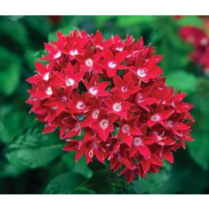 Pentas Lanceolata ,Egyptian Star Flower Plant