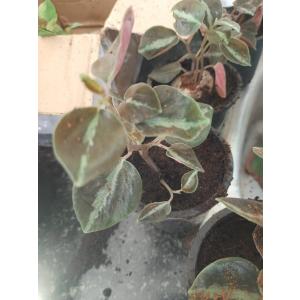 Peperomia Metallica ( Red Tree ) Plant