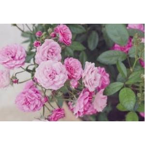 Pink Miniature Rose, Button Rose Plant