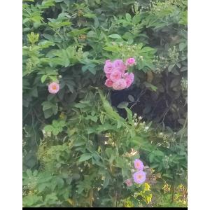 Buy Creeping Or Climbing Pink Rose Plant 