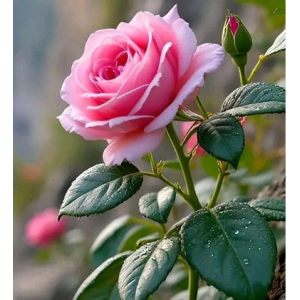 Pink Rose Plant