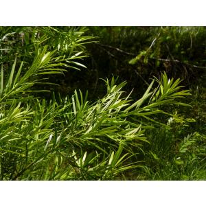 Buy Podocarpus Chinensis, Chinese Podocarpus Plant 