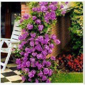Buy Creeping Or Climbing Purple Rose Plant 