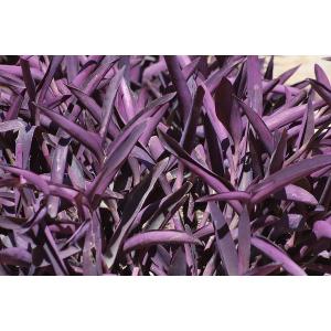 Tradescantia Pallida , Purple Heart Plant 