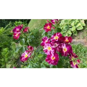 Buy Creeping Or Climbing Purple Rose Plant 